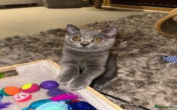 British Shorthair cats for sale: British Shorthair Male Kitten for Sale - Image 7