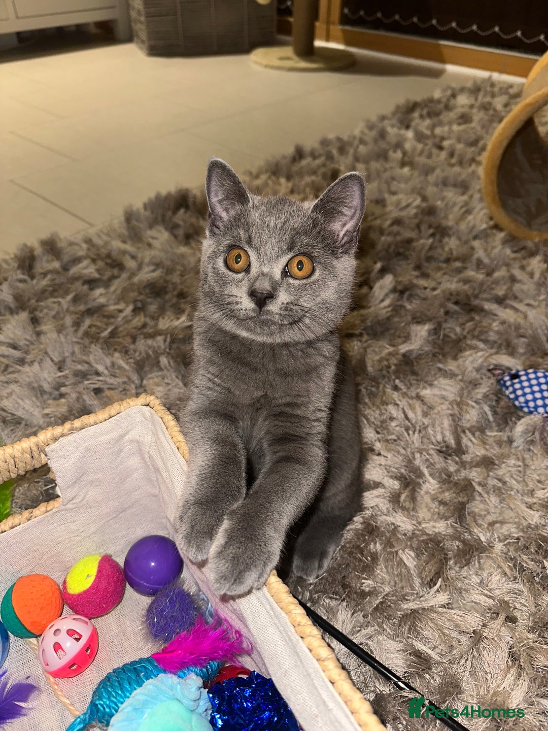 British Shorthair cats for sale: British Shorthair Male Kitten for Sale - Image 7
