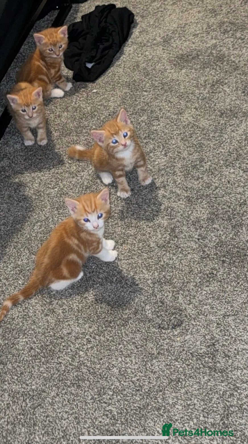Mixed Breed cats Gorgeous Kittens😍 Ready To Leave Now! - Advert 2