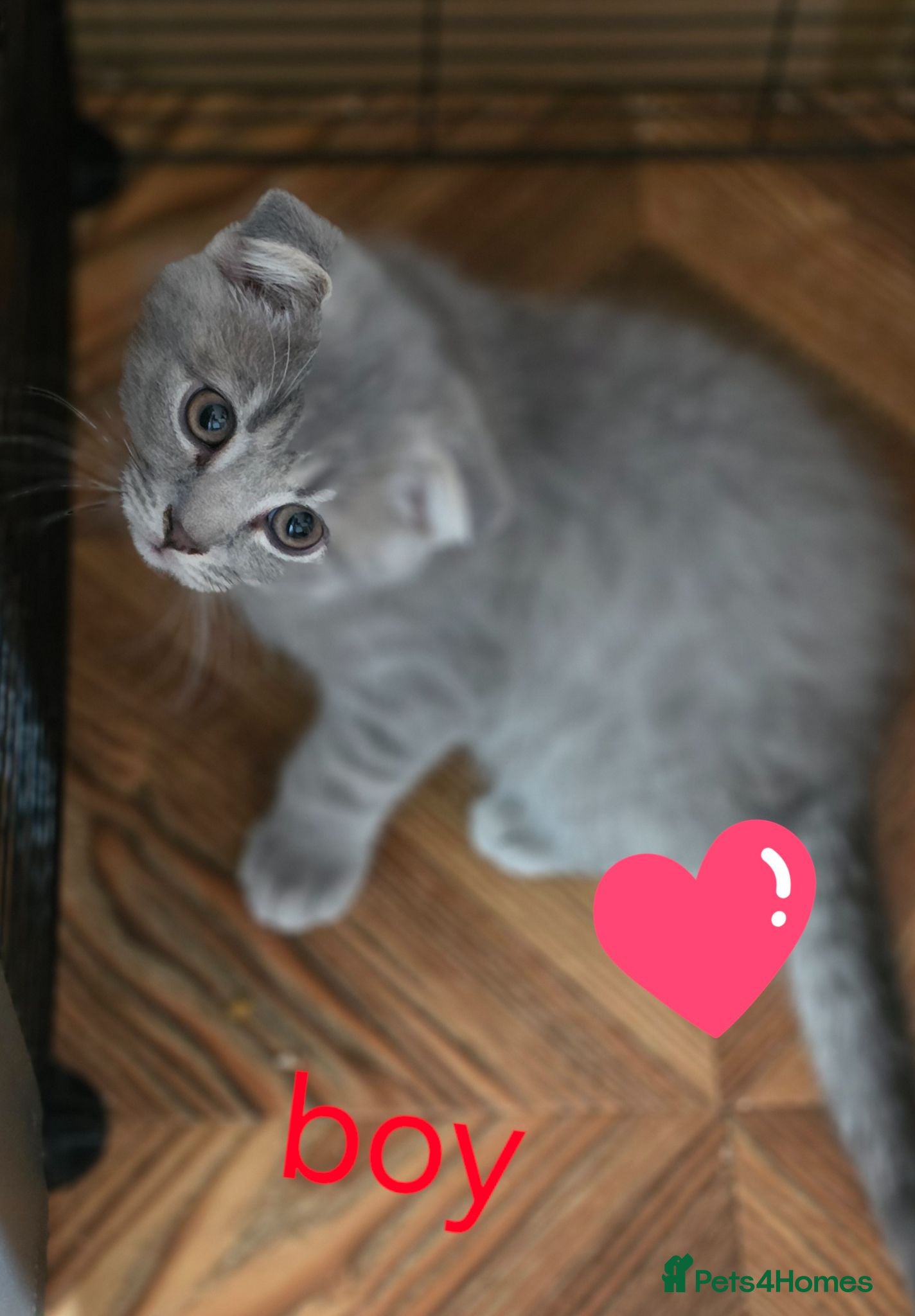 Scottish Fold cats  🥰SALE !!!🤩 3 LAST Scottish folded kittens - Advert 2