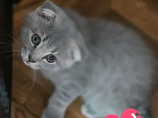 Scottish Fold cats 🥰SALE !!!🤩 3 LAST Scottish folded kittens - Advert 2