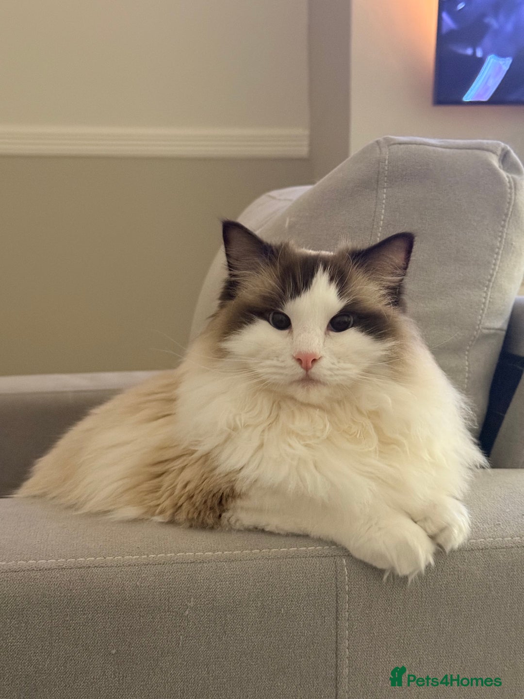 Ragdoll cats for sale: 10 Month Female GCCF Ragdoll Seeking Forever Home - Advert 11