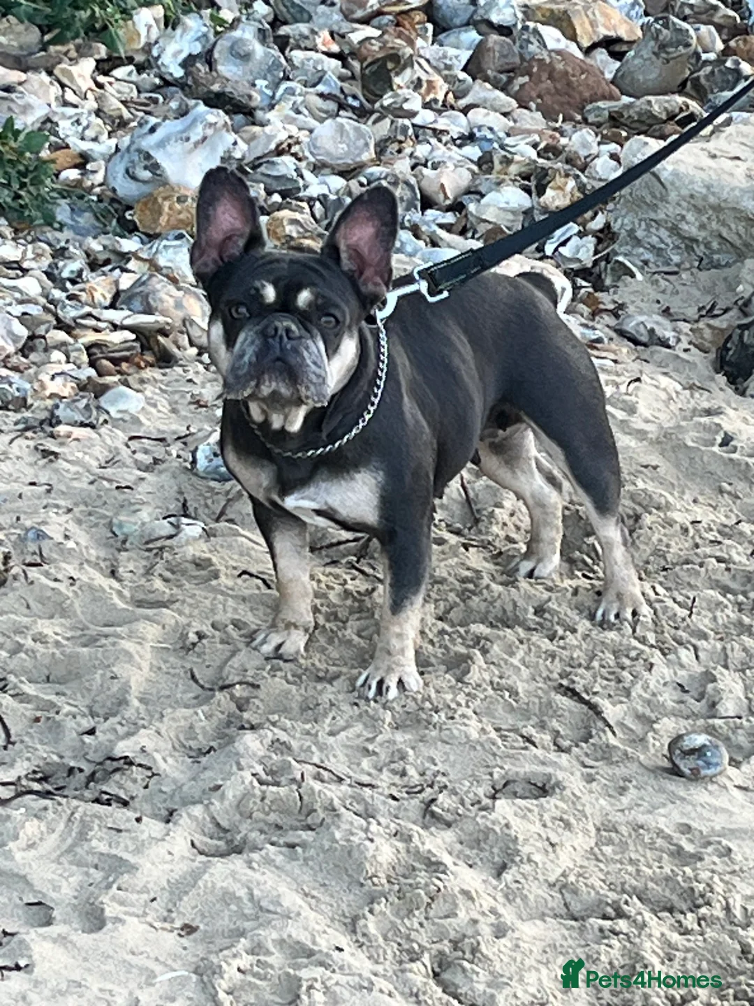 French Bulldog dogs for sale: DWKC Registered French Bulldog puppies for sale - Advert 5