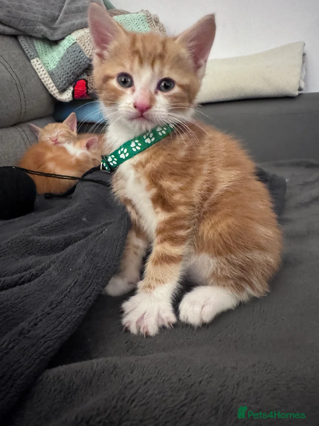 Mixed Breed cats for sale: Beautiful kittens looking for new home ❤️ - Advert 16