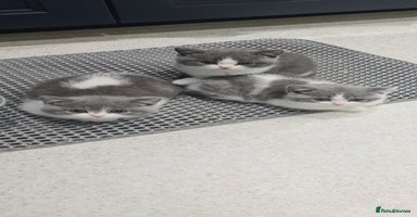 British Shorthair cats - Advert 14