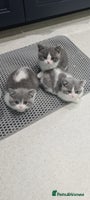 British Shorthair cats - Advert 14
