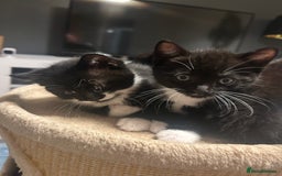 Domestic Shorthair cats for sale: Domestic short hair  - Image 11