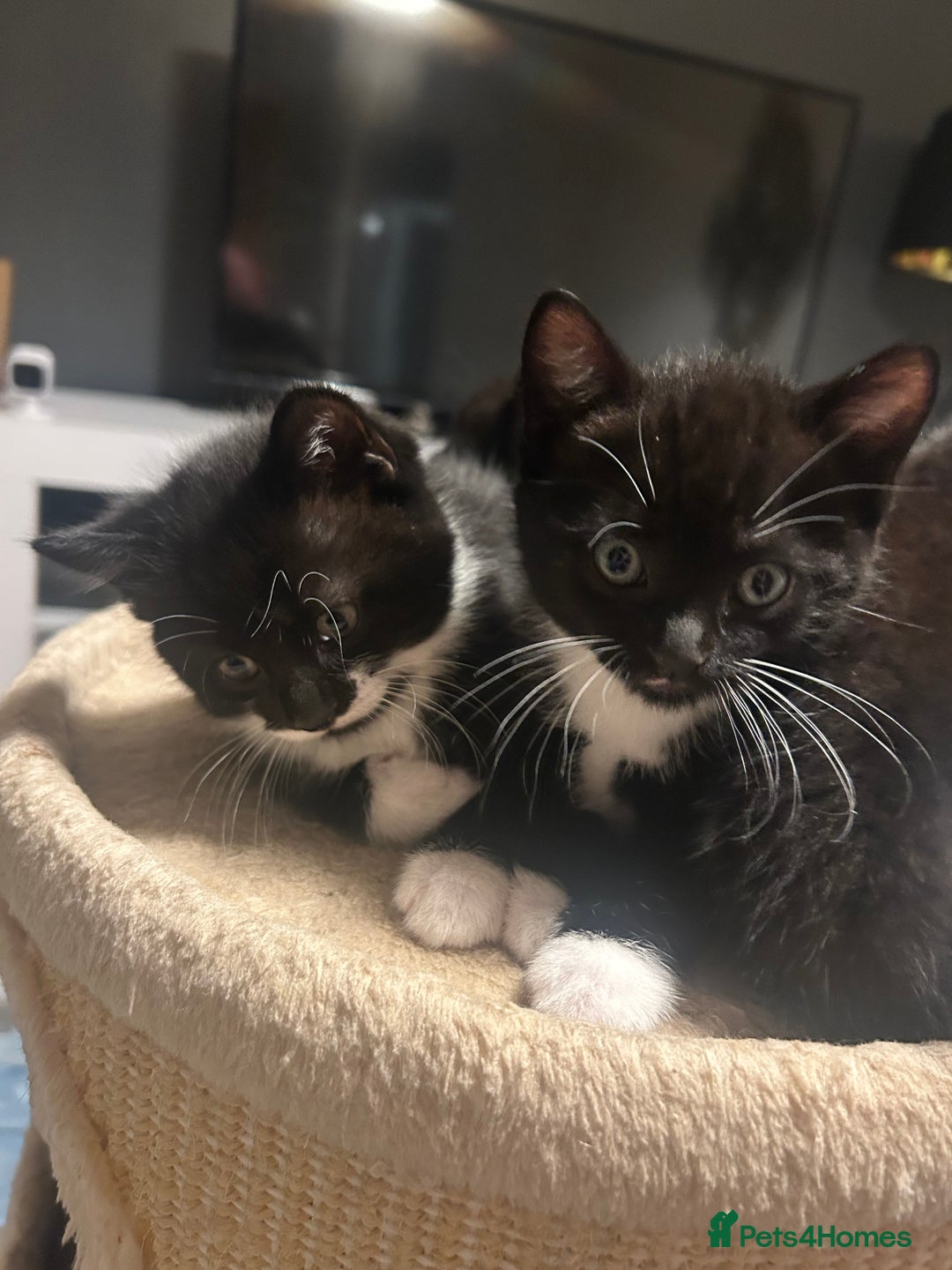 Domestic Shorthair cats for sale: Domestic short hair  - Image 11