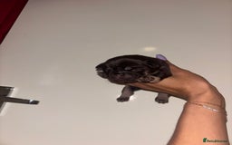 Pug dogs for sale: Beautiful kc registered Pug puppies - Image 16
