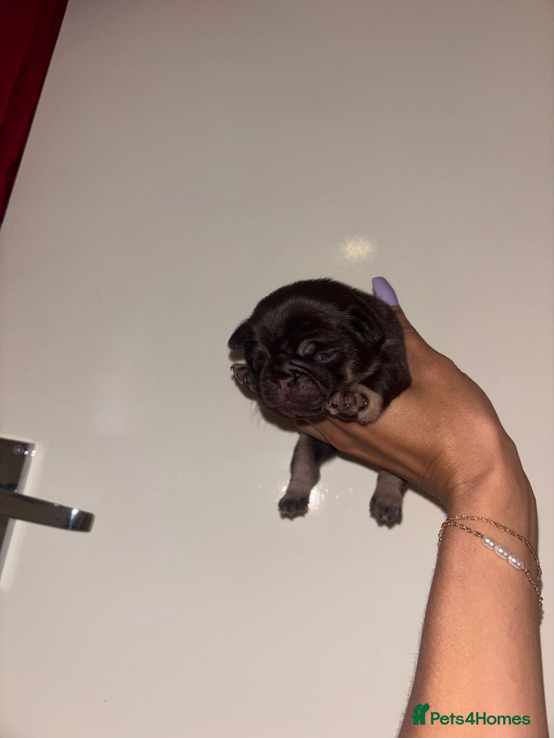 Pug dogs for sale: Beautiful kc registered Pug puppies - Image 16