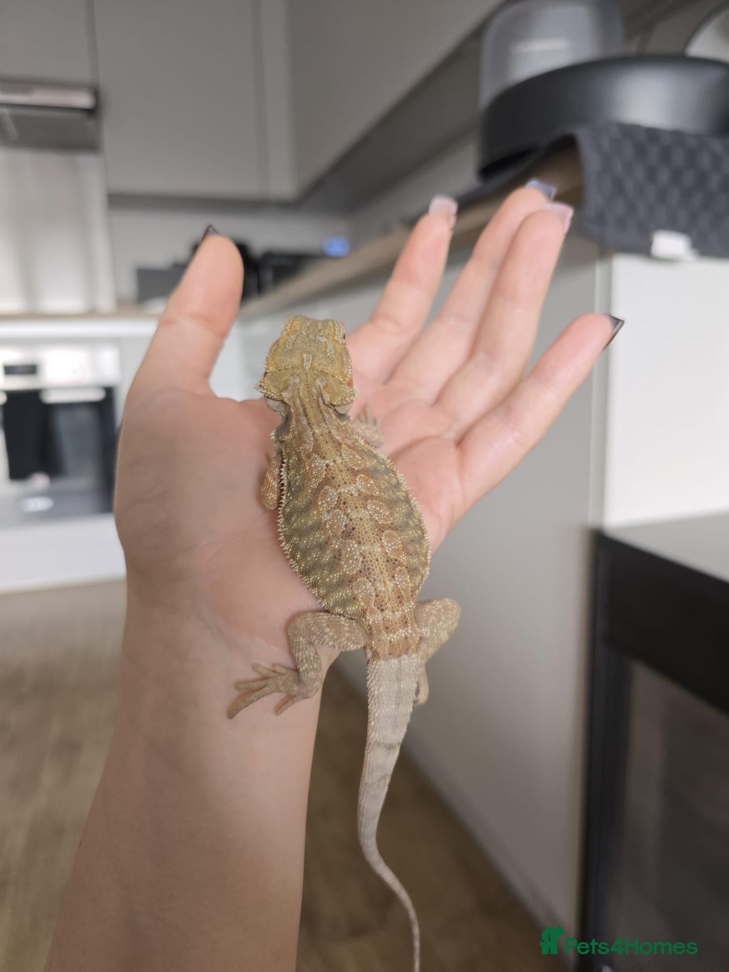 Bearded Dragon reptiles Baby bearded dragons - Advert 14