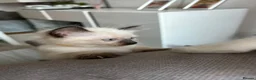 Ragdoll cats for sale: 😽 4 Beautiful Ragdoll Kittens 😽 - Advert 7