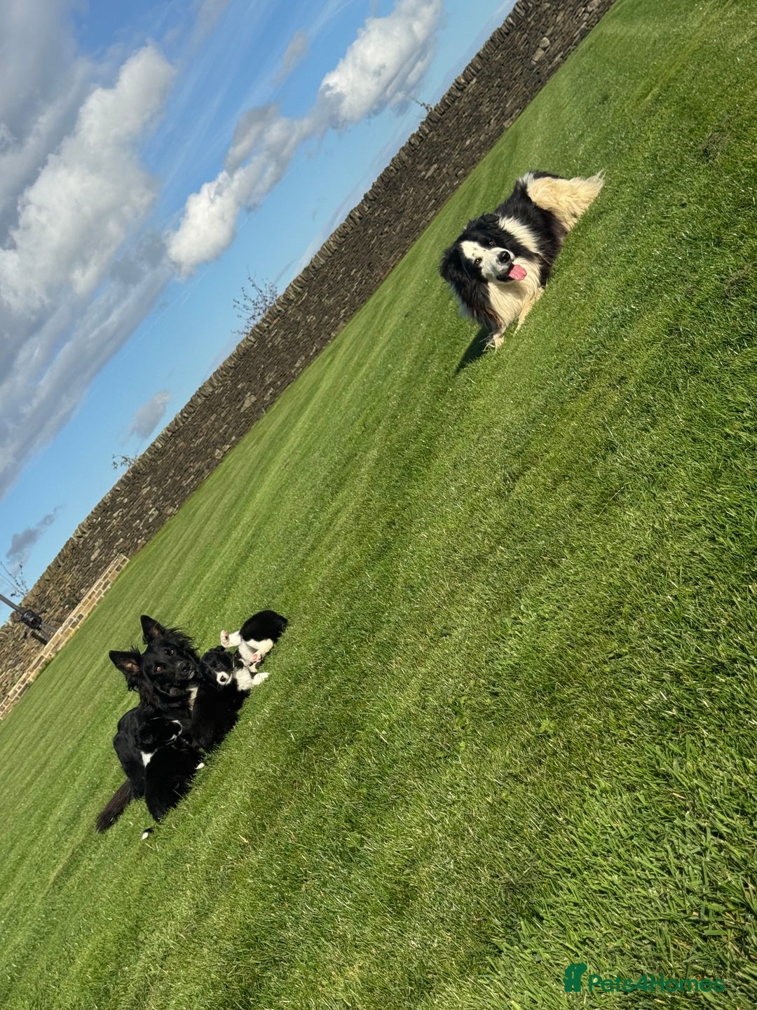 Border Collie dogs for sale: Superb litter of purebred Border Collie puppies  - Image 37