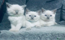 British Shorthair cats for sale:  Ragdoll x British shorthair kittens  - Image 6