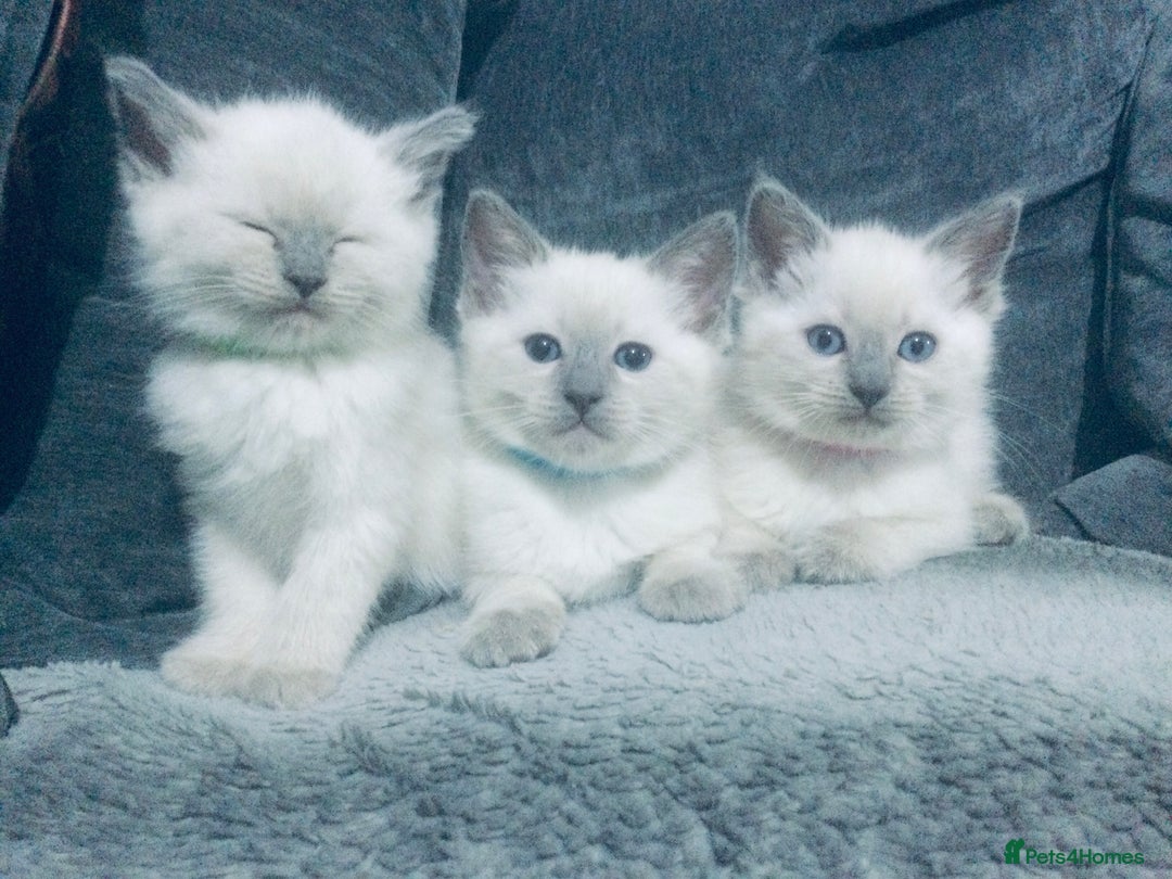 British Shorthair cats for sale:  Ragdoll x British shorthair kittens  - Image 6
