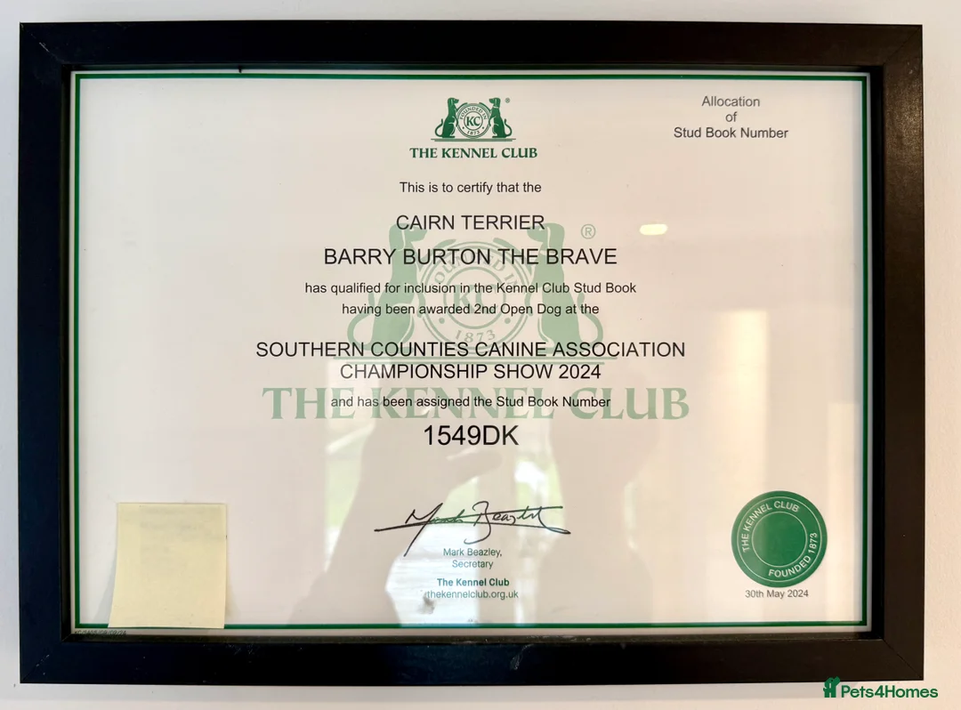 Cairn Terrier dogs for stud: Proven KC Registered Show Dog for Stud - Advert 12