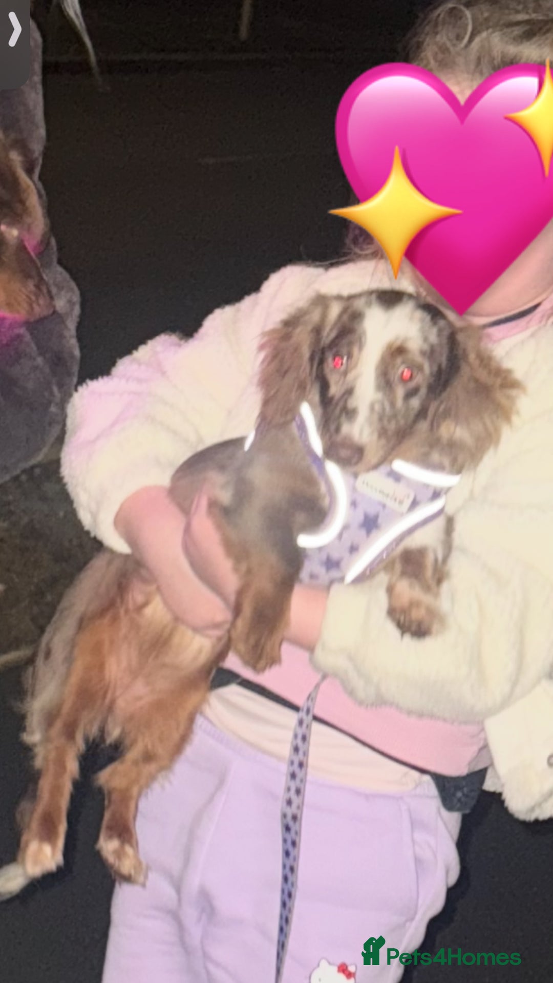 Miniature Dachshund dogs for sale: Puddles 7 month old miniature Dachshund Girl 💖 - Advert 2