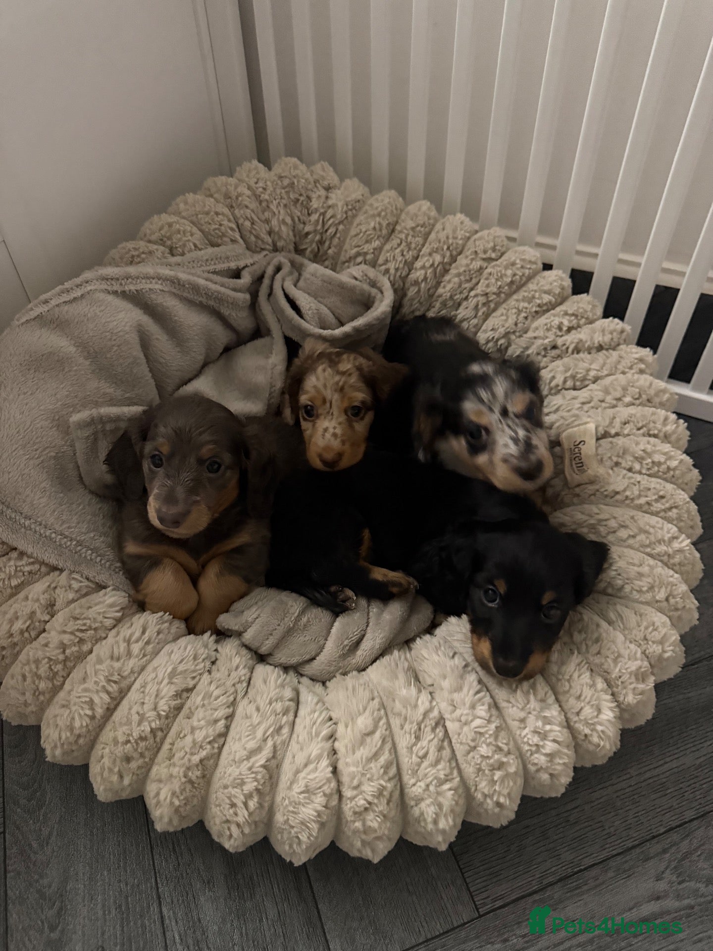 Miniature Dachshund dogs Long haired miniature dachshund  - Advert 1