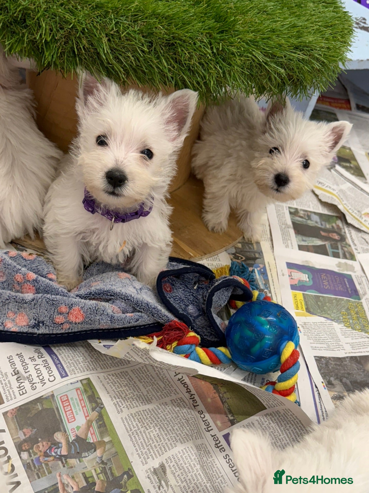 West Highland Terrier dogs West Highland Terrier Pups - Advert 1