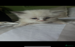 Ragdoll cats for sale: Beautiful Ragdoll kittens - Image 4