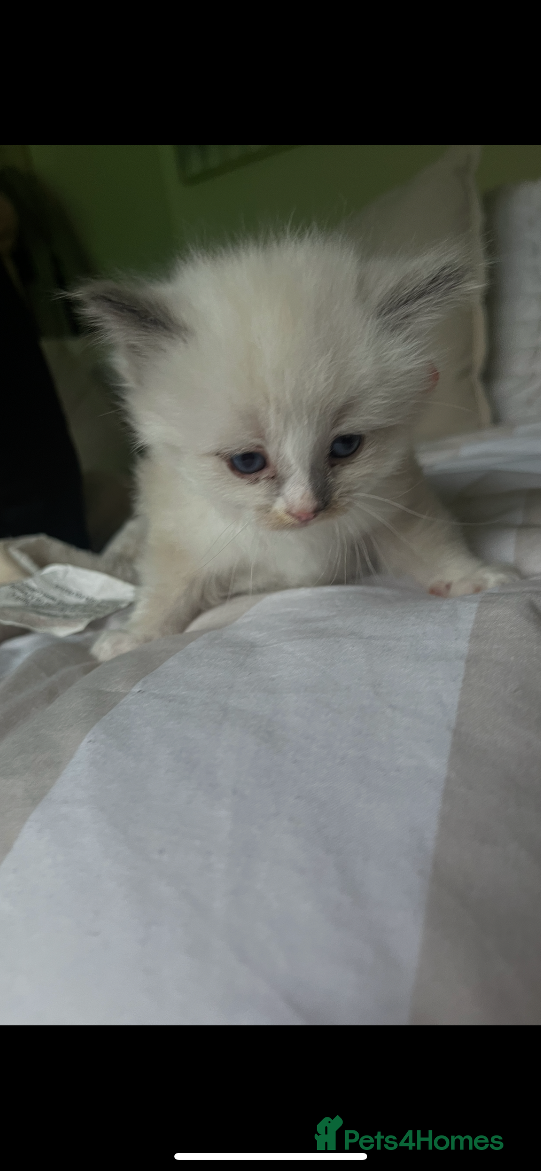 Ragdoll cats for sale: Beautiful Ragdoll kittens - Image 4