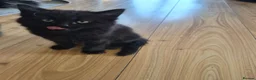 Mixed Breed cats for sale: 3 Beautiful Fluffy Black Kittens  - Advert 2