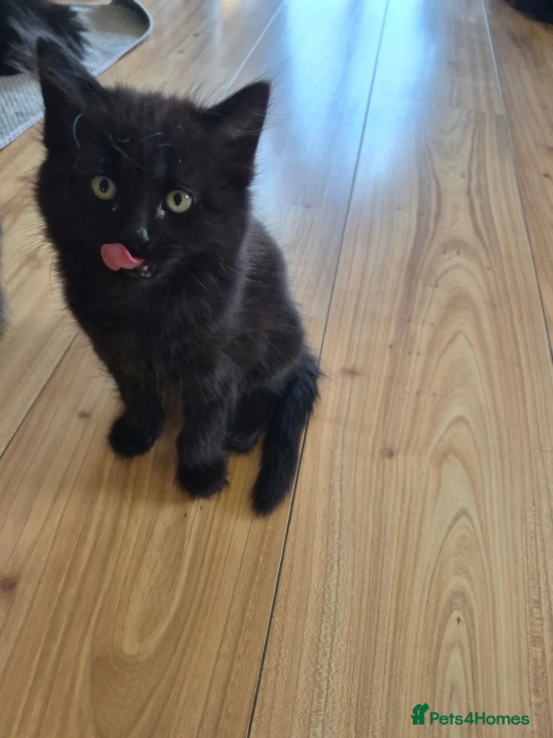 Mixed Breed cats for sale: 3 Beautiful Fluffy Black Kittens  - Advert 2
