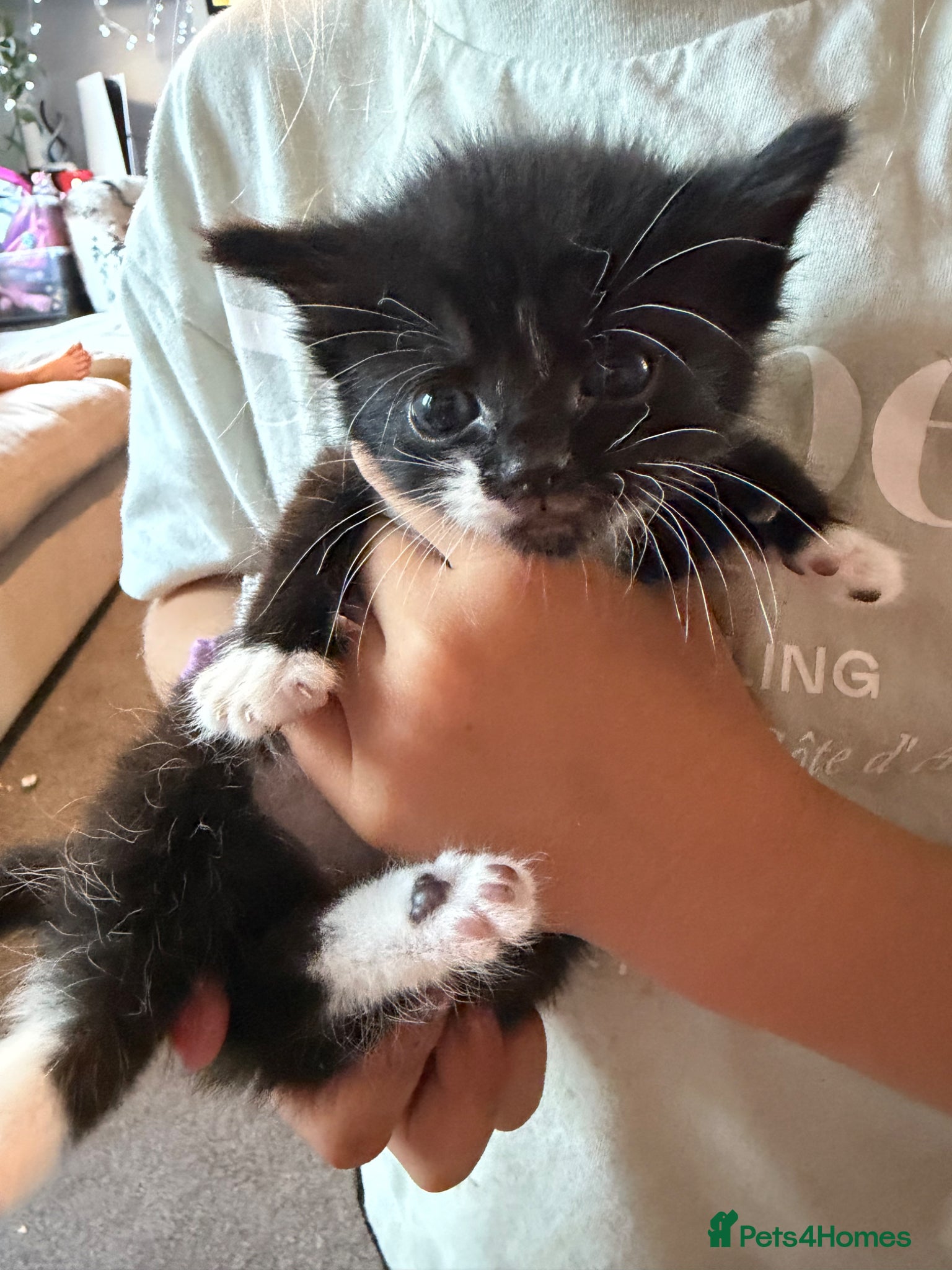 Mixed Breed cats Beautiful black and white kittens  - Advert 1