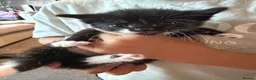 Mixed Breed cats for sale: Beautiful black and white kittens  in Bristol - Advert 1
