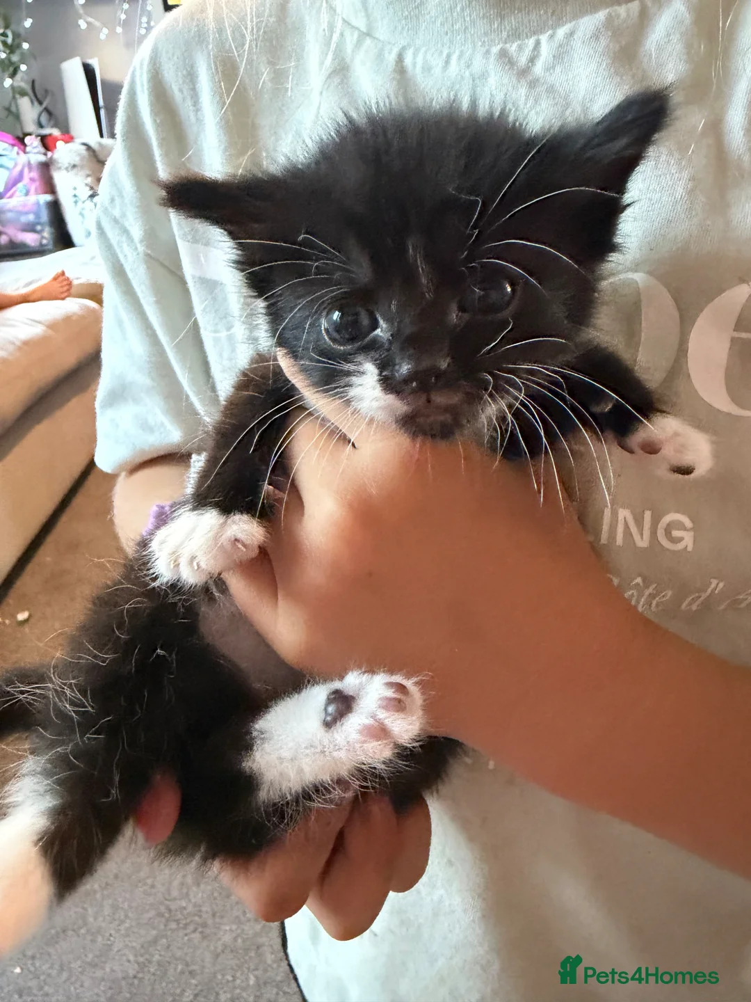Mixed Breed cats for sale: Beautiful black and white kittens  in Bristol - Advert 1