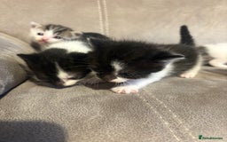 Mixed Breed cats for sale: Gorgeous kittens for sale  - Image 19