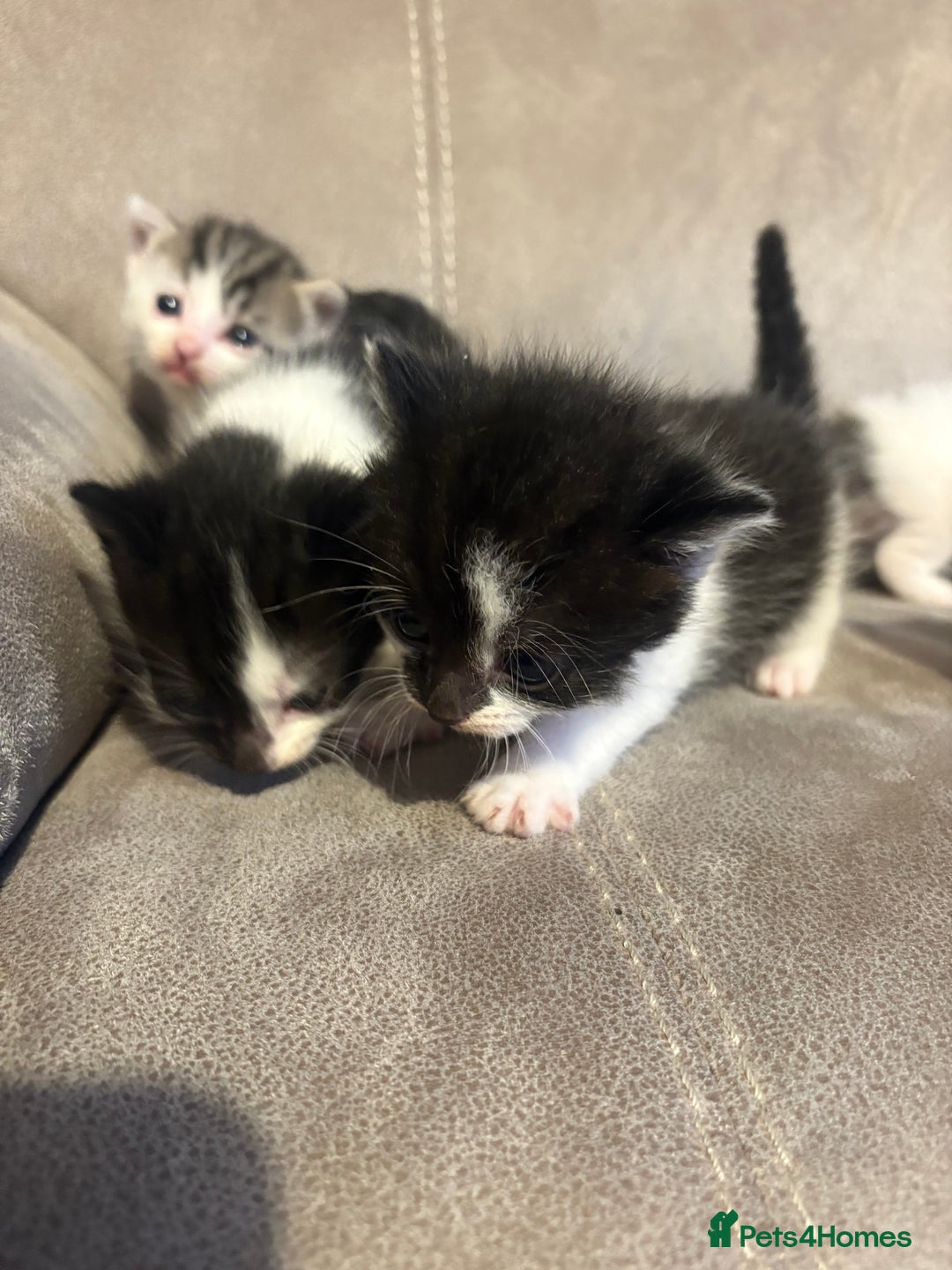 Mixed Breed cats for sale: Gorgeous kittens for sale  - Image 19
