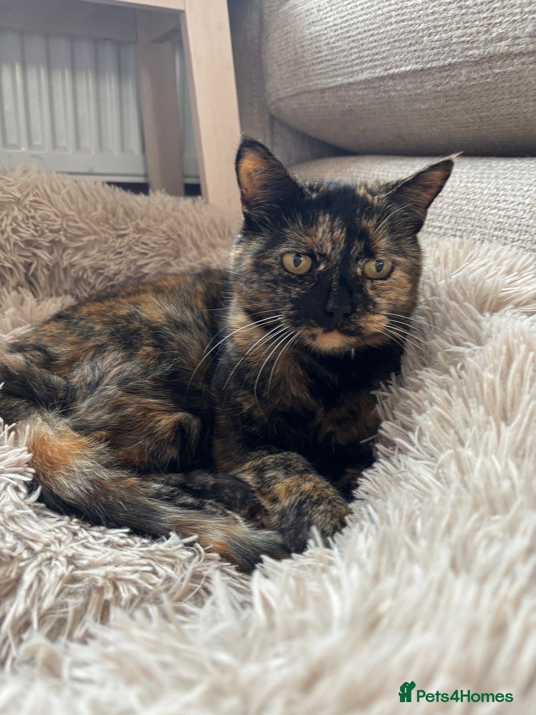 Mixed Breed cats for sale: 2 cats looking for new home  - Advert 1