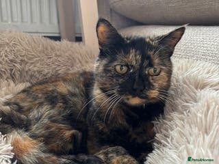 Mixed Breed cats 2 cats looking for new home - Advert 18