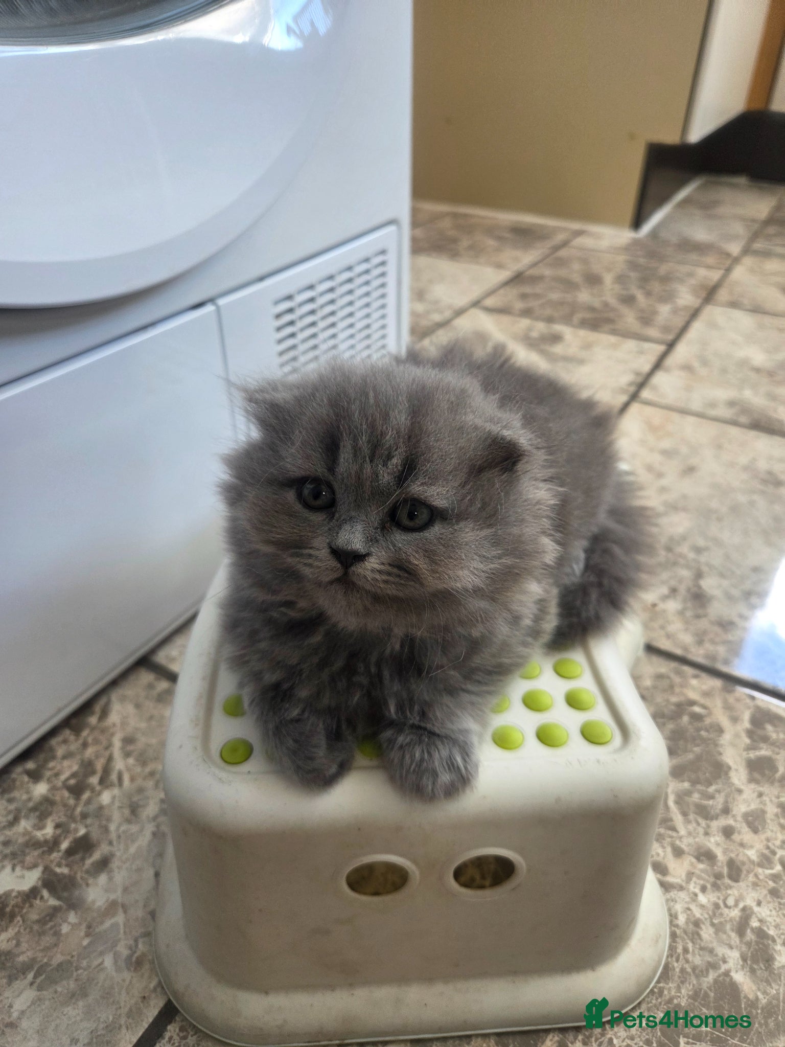 British Shorthair cats for sale: Kittens blue longhair boys and girl in Nottingham - Advert 18