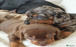 Miniature Dachshund dogs for sale: Miniature Dachshund puppies. Readying Soon! - Image 20