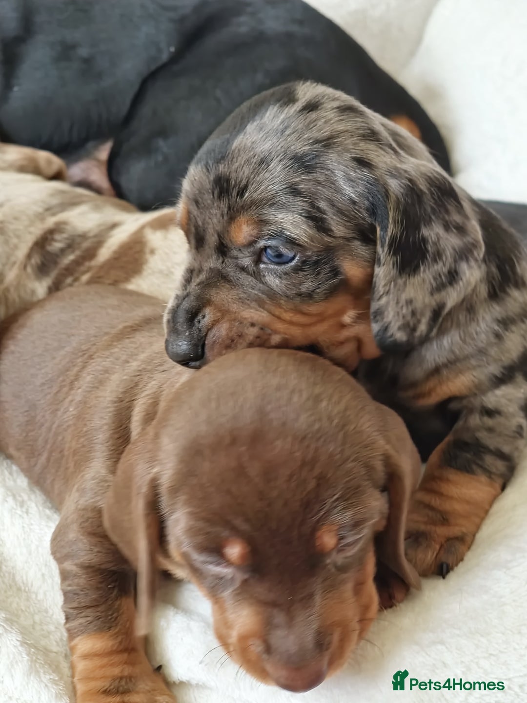 Miniature Dachshund dogs for sale: Miniature Dachshund puppies. Readying Soon! - Image 20
