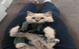 Ragdoll cats for sale: Ragdoll kitten READY TO GO - Image 1