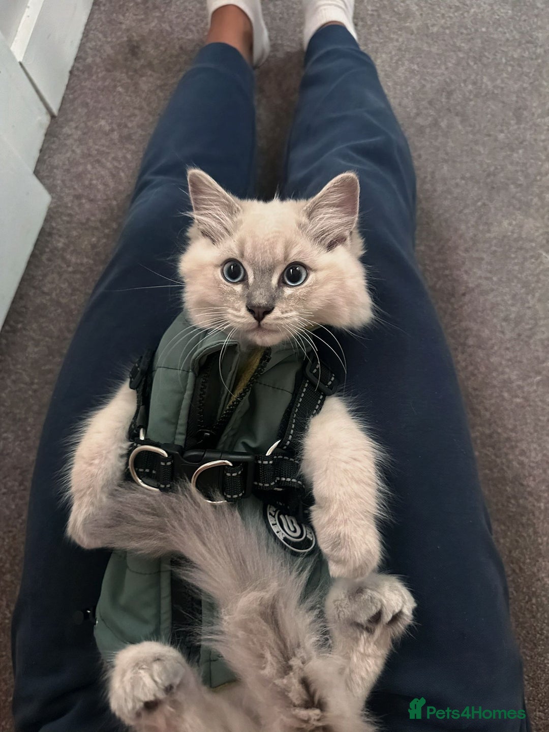 Ragdoll cats for sale: Ragdoll kitten READY TO GO - Image 1