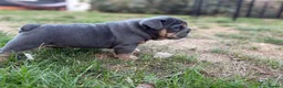English Bulldog dogs for sale: Stunning KC reg English Bulldog puppies. in Newbury - Advert 8
