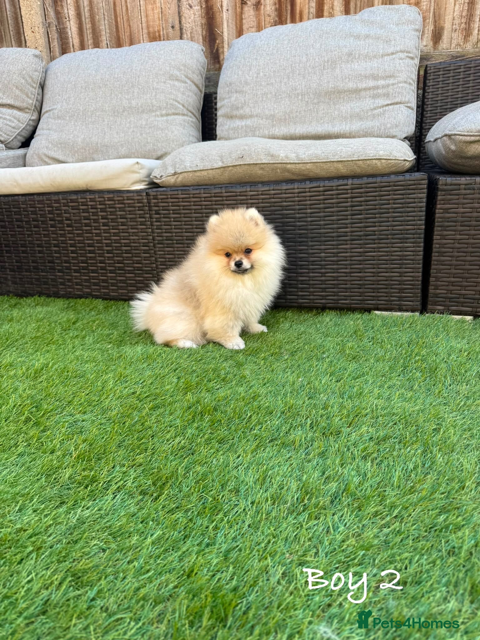 Pomeranian dogs Pure Teddy🐻Tiny🐾Outstanding 🏆 - Advert 2