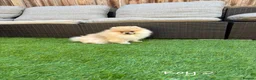Pomeranian dogs for sale: Pure Teddy🐻Tiny🐾Outstanding 🏆 - Advert 8