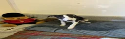 Whippet dogs for sale: Whippet - Advert 11