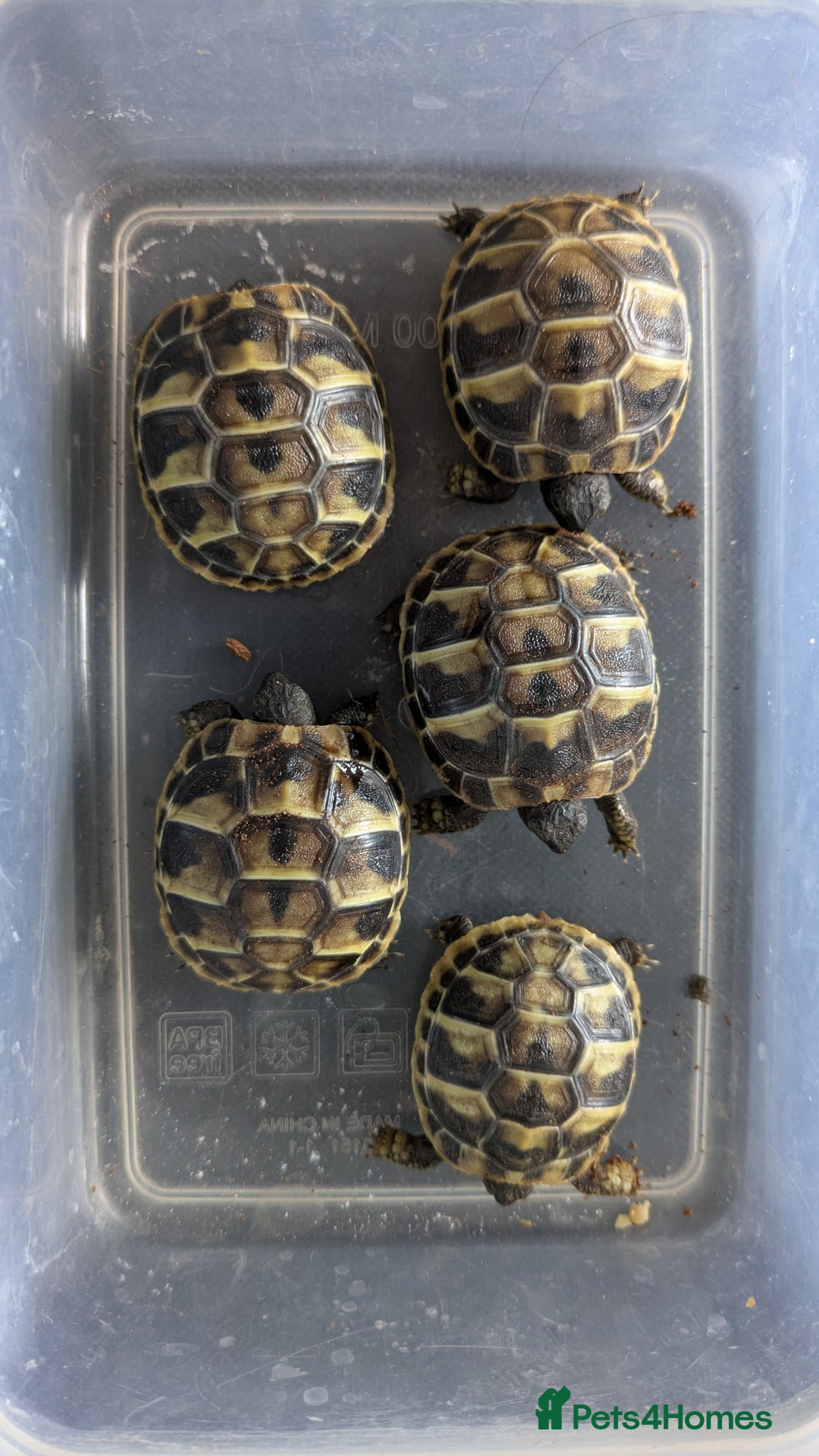 Hermann Tortoise reptiles for sale: Hermanns Hatchlings - Advert 1