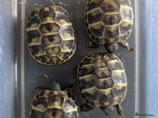 Hermann Tortoise reptiles Hermanns Hatchlings - Advert 1