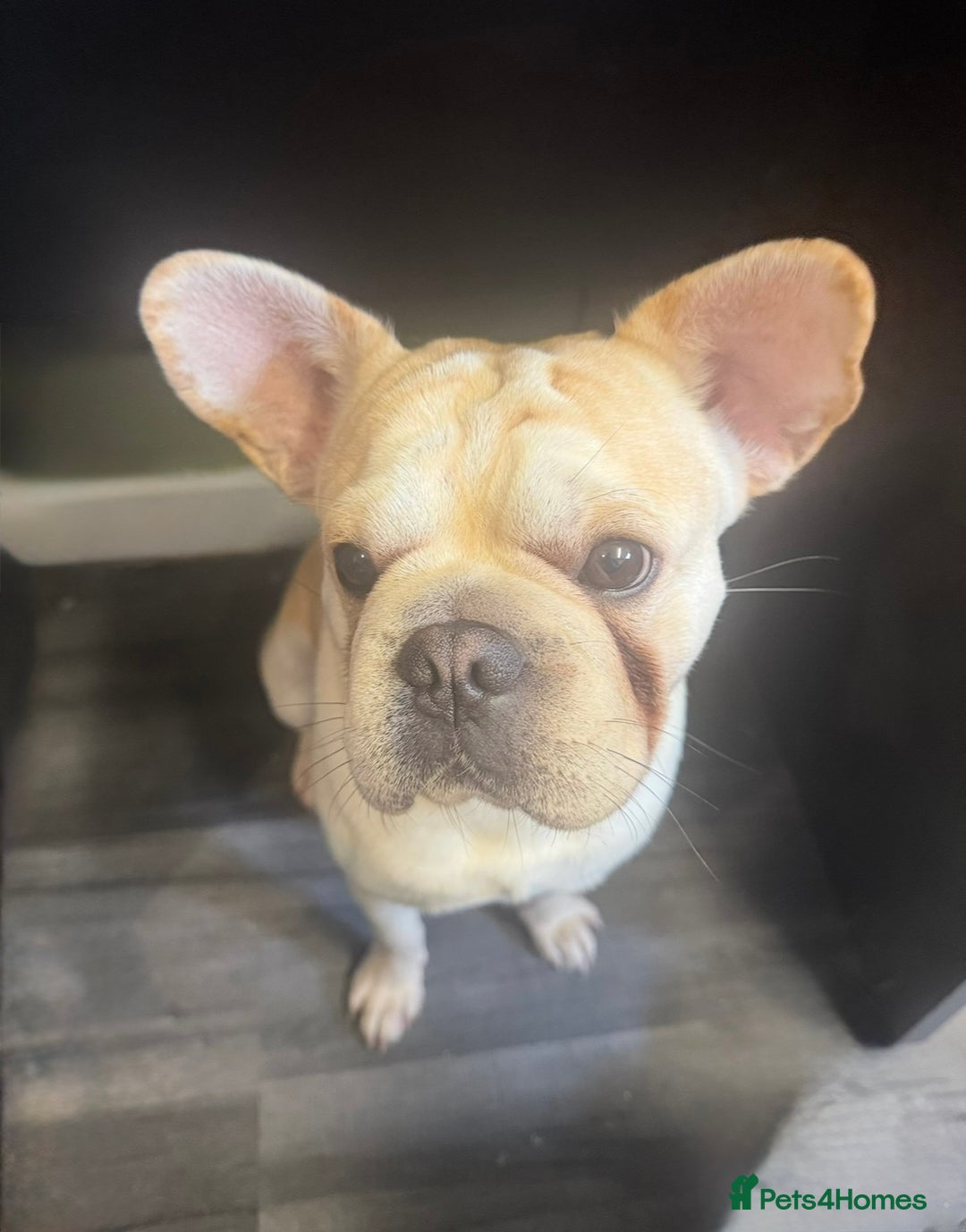French Bulldog dogs for sale: Rojo & tan Female & Male - Image 4
