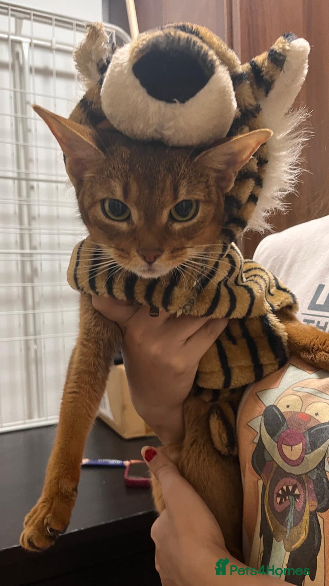 Abyssinian cats for sale: Pedigree TICA registered Beautiful Abyssinian - Advert 2