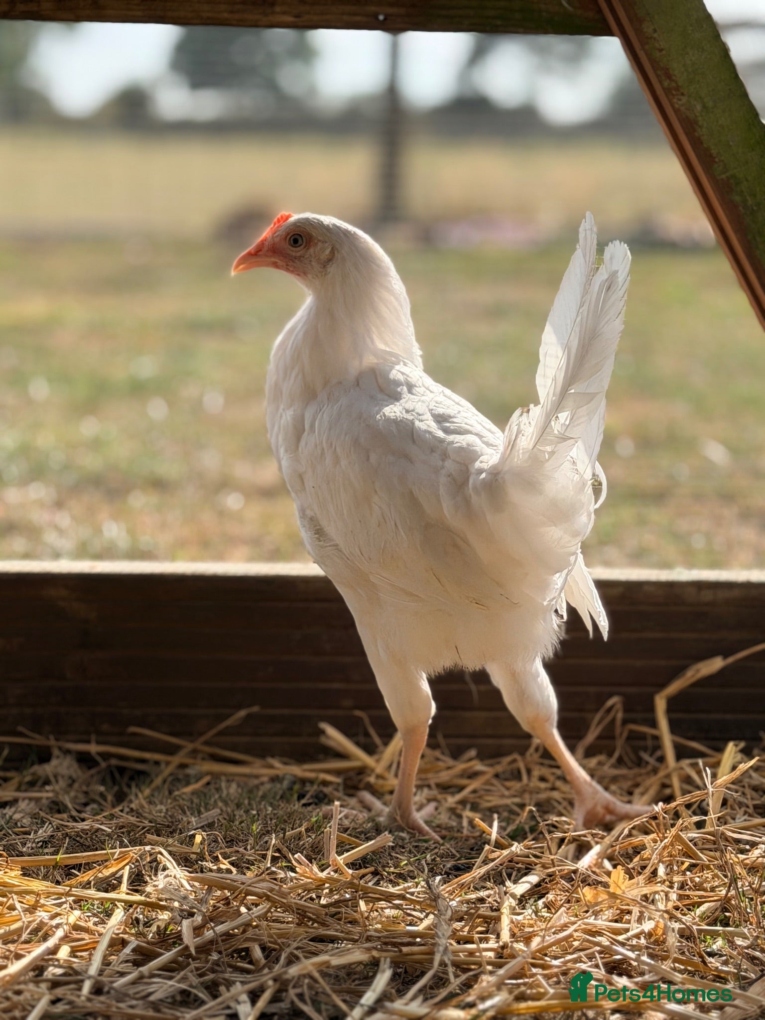 Chickens poultry Bason white hens  - Advert 18