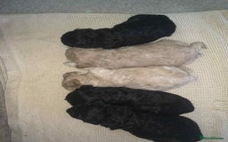 Cockapoo dogs for sale: Stunning Cockapoo Pupppies - Image 1