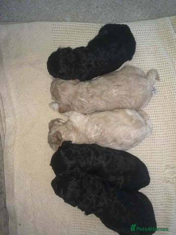 Cockapoo dogs - Advert 1